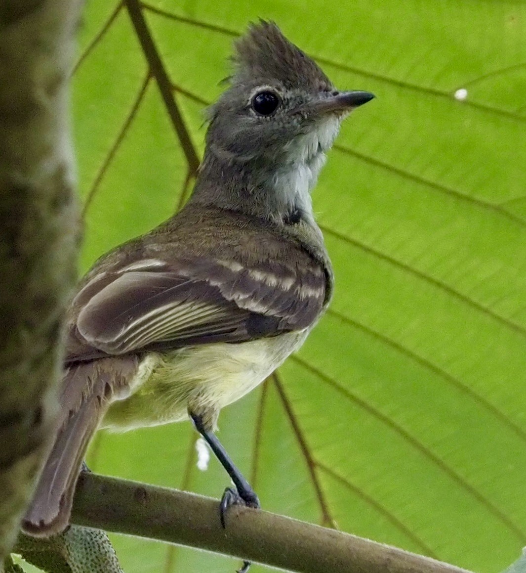 Yellow-bellied Elaenia - ML620651748