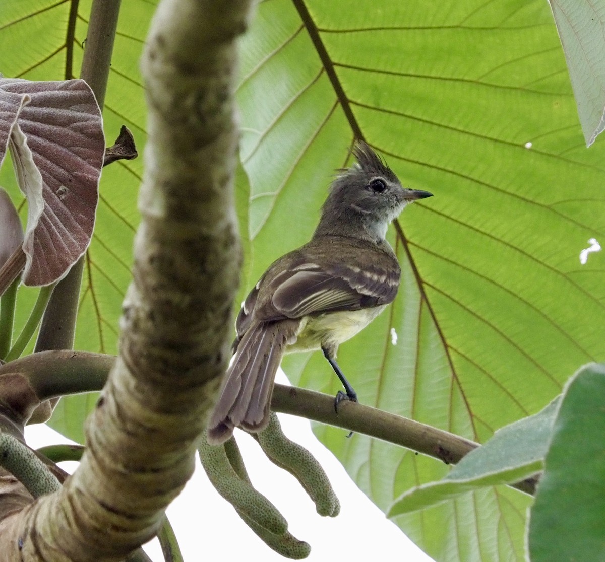 Yellow-bellied Elaenia - ML620651749