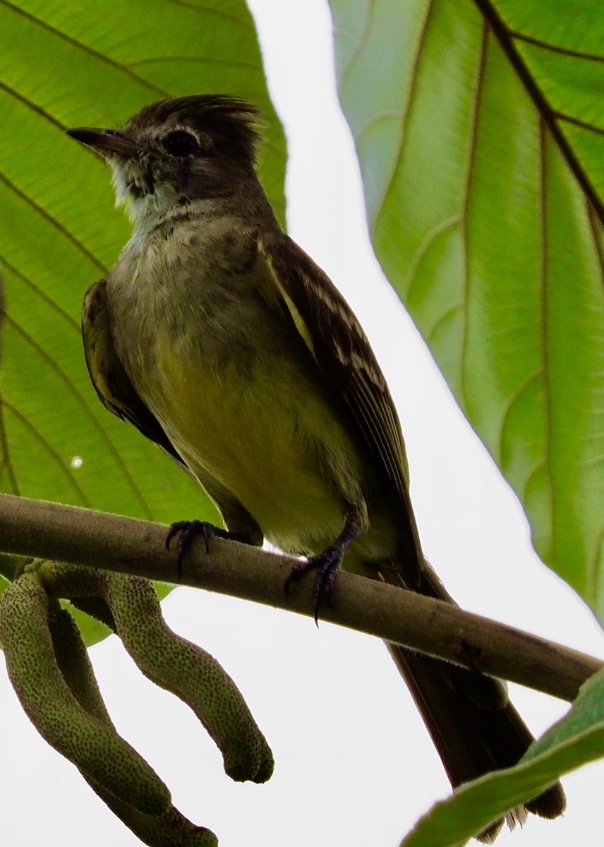 Yellow-bellied Elaenia - ML620651750