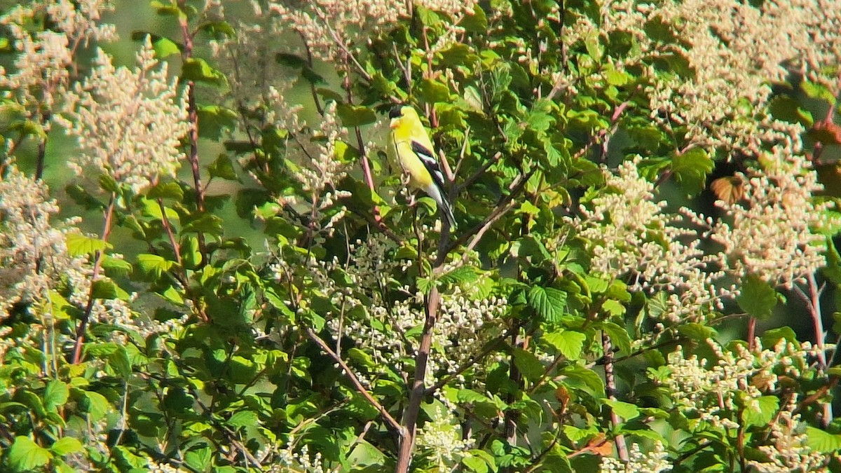 American Goldfinch - ML620651753