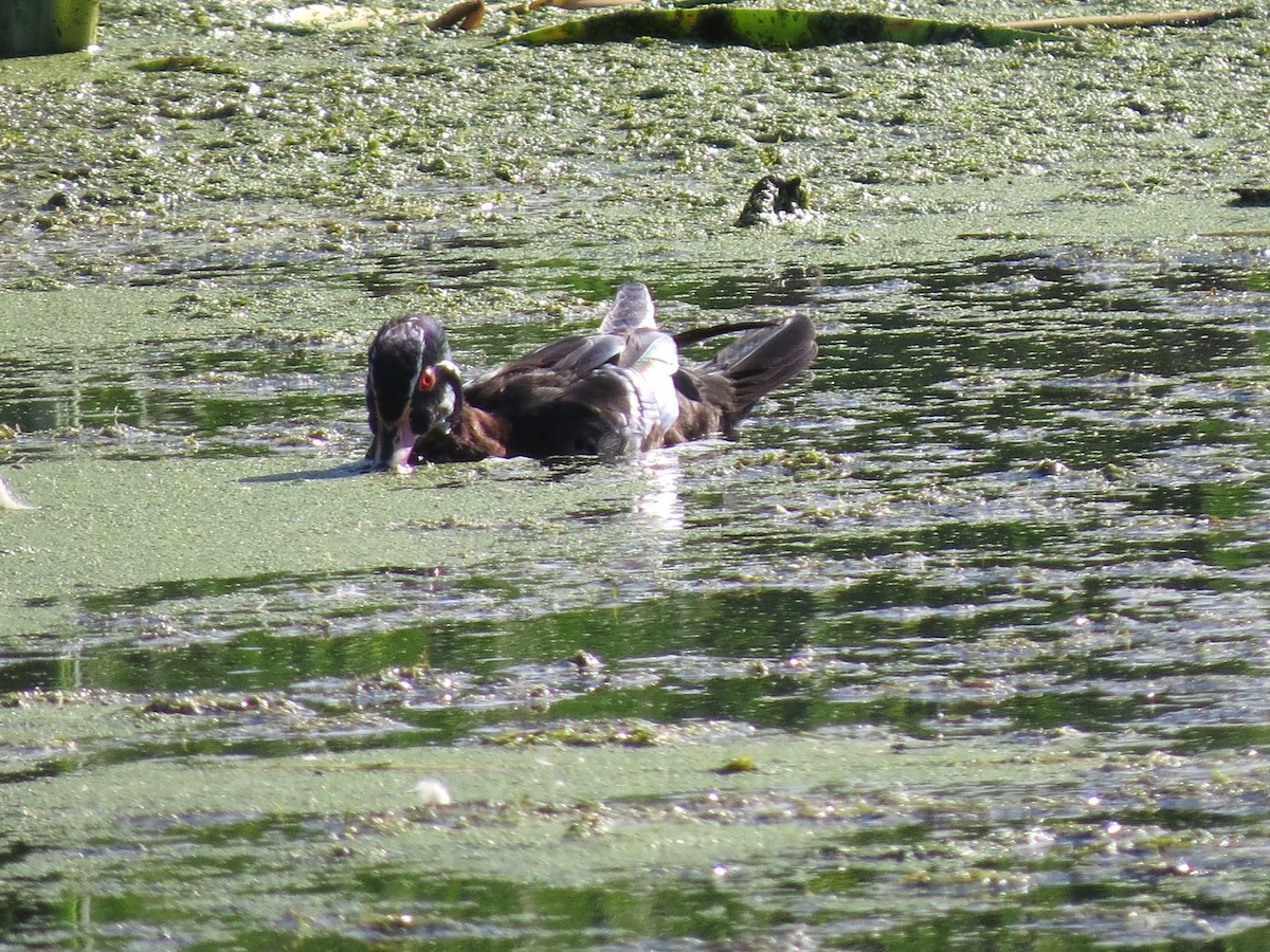 Wood Duck - ML620651759