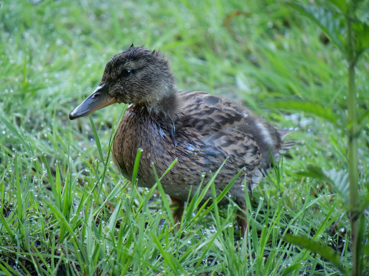 Canard branchu - ML620651762