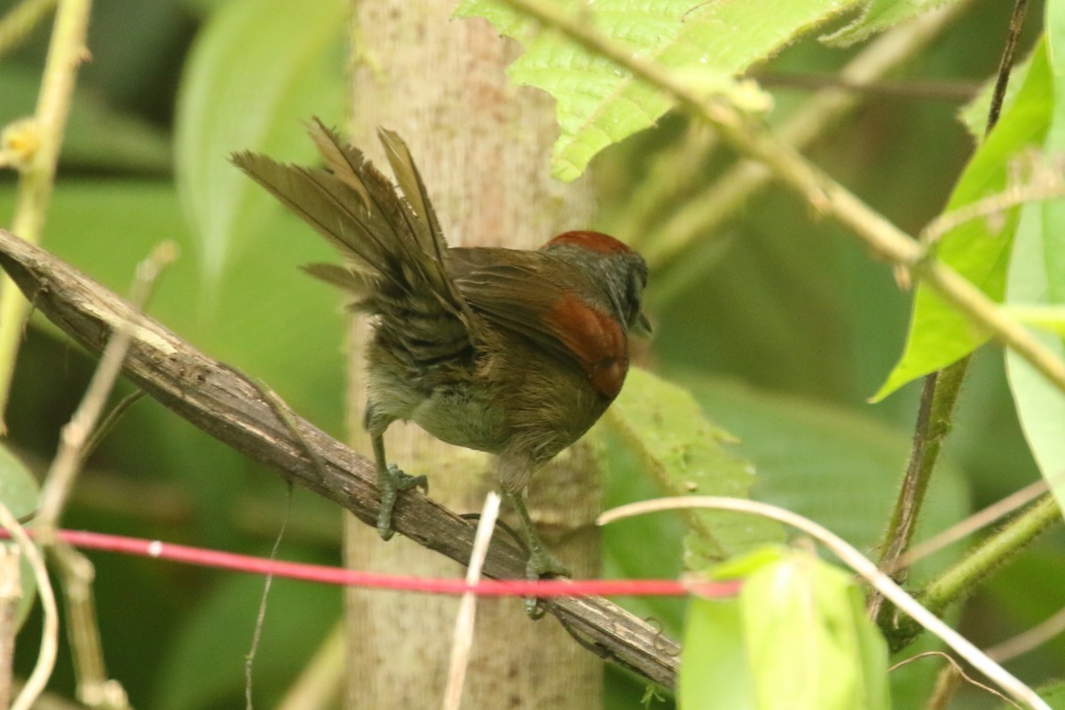 Slaty Spinetail - Luis Carlos García Mejía