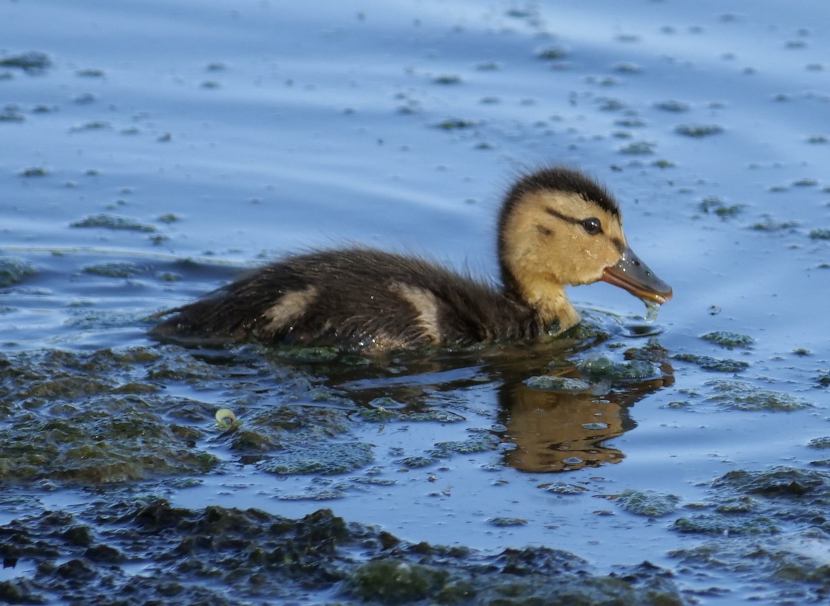 Canard colvert - ML620651768