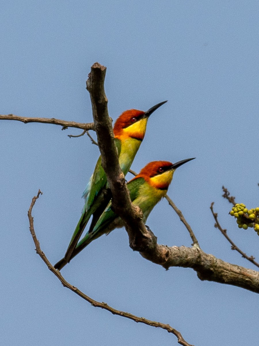 Chestnut-headed Bee-eater - ML620651769