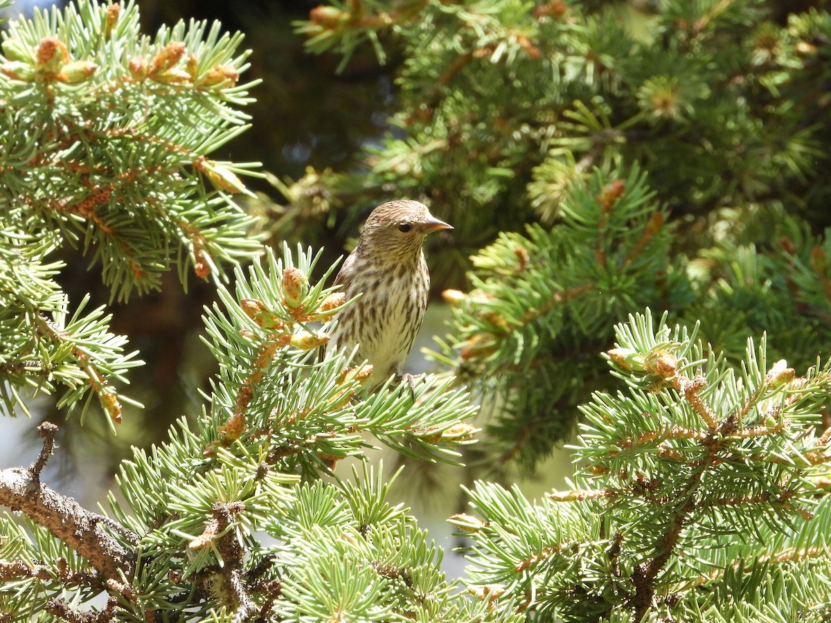 Pine Siskin - ML620651770