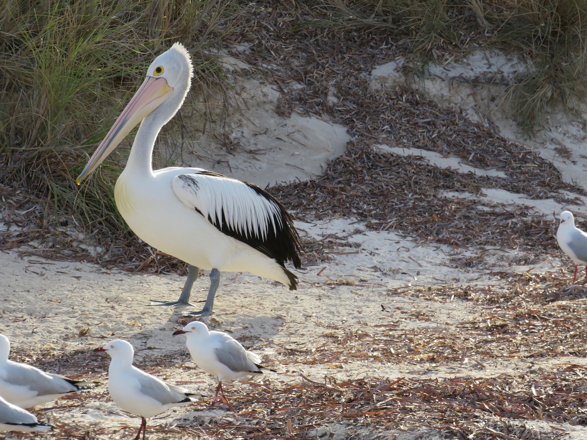 Australian Pelican - ML620651774