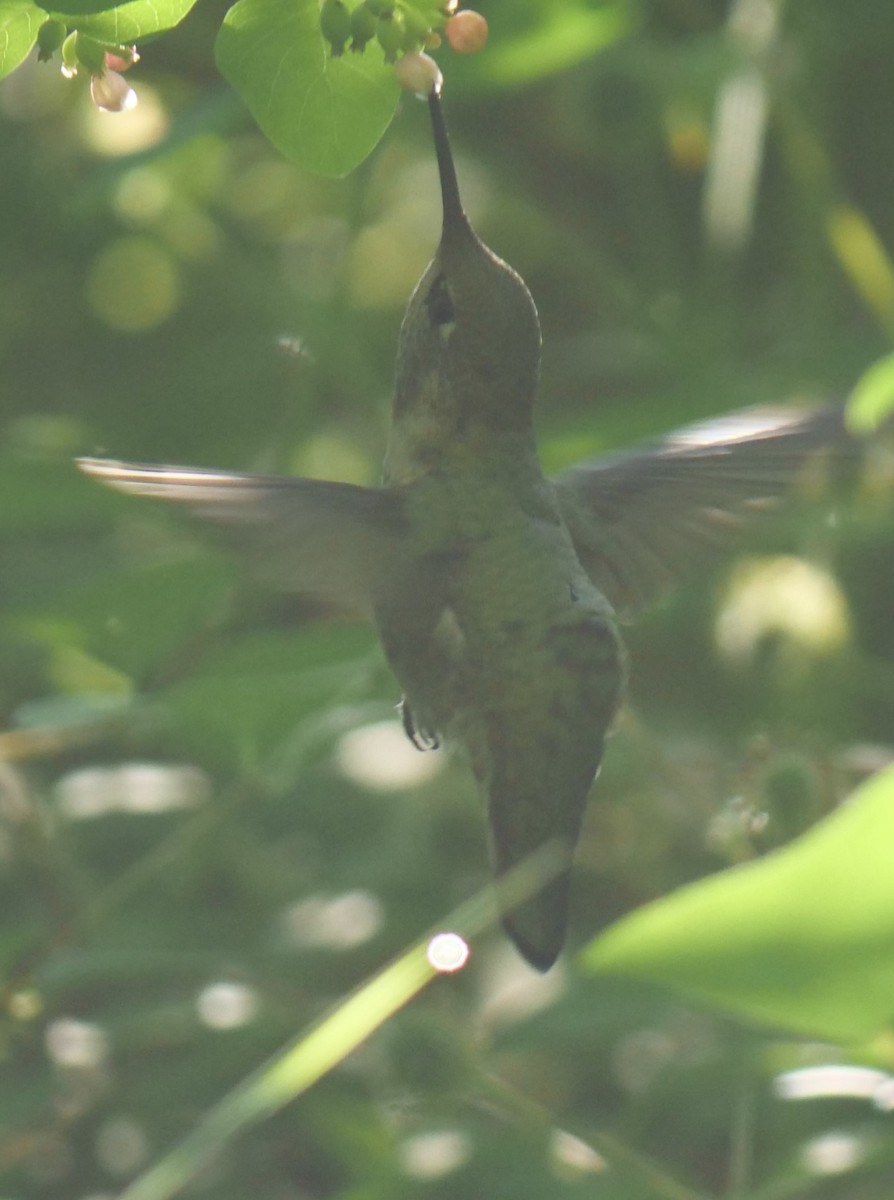 Anna's Hummingbird - ML620651776