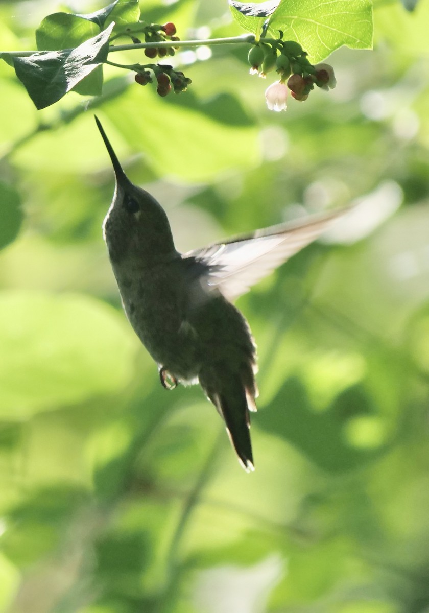 rødmaskekolibri - ML620651777