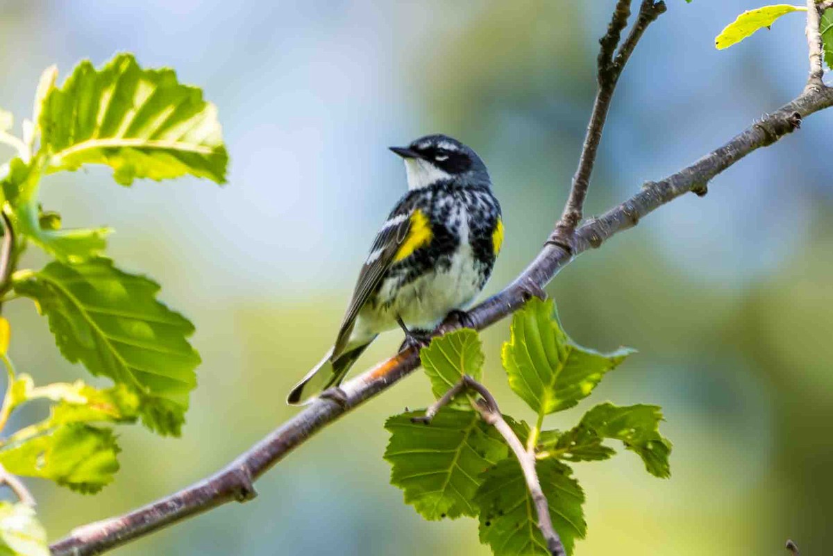 Yellow-rumped Warbler - ML620651778