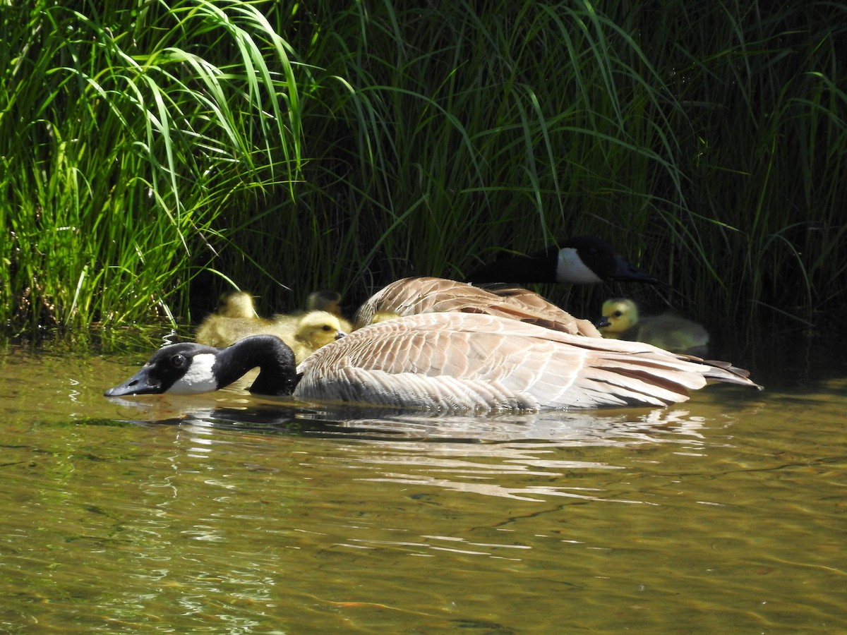 Canada Goose - ML620651780