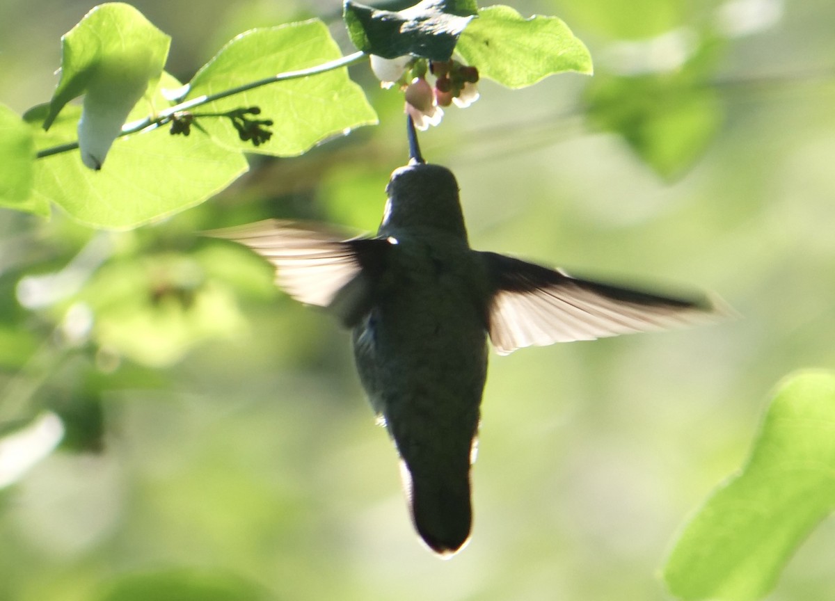 Anna's Hummingbird - ML620651782