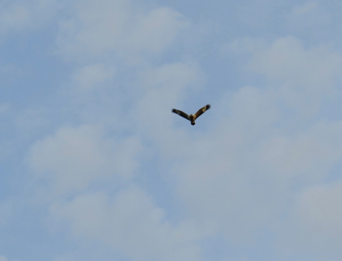 White-bellied Sea-Eagle - ML620651784