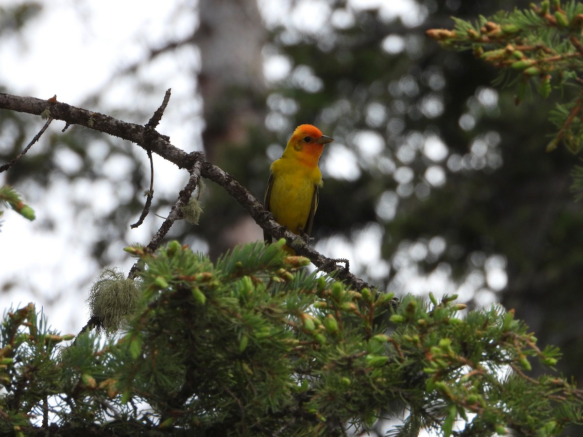 Western Tanager - ML620651785