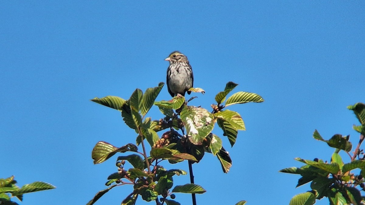 Savannah Sparrow - ML620651786