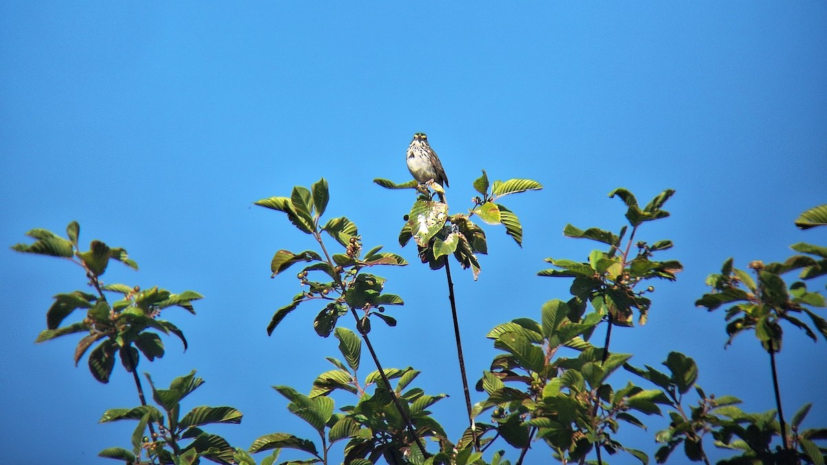 Savannah Sparrow - ML620651788