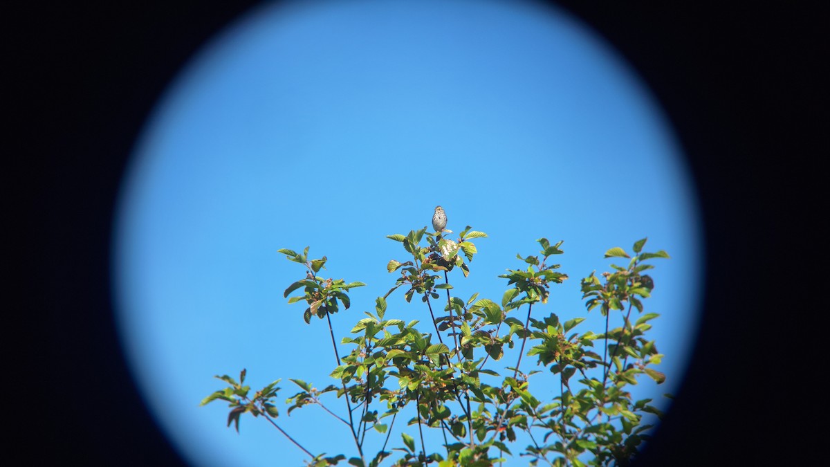 Savannah Sparrow - ML620651793