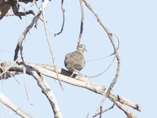 Mourning Dove - ML620651799