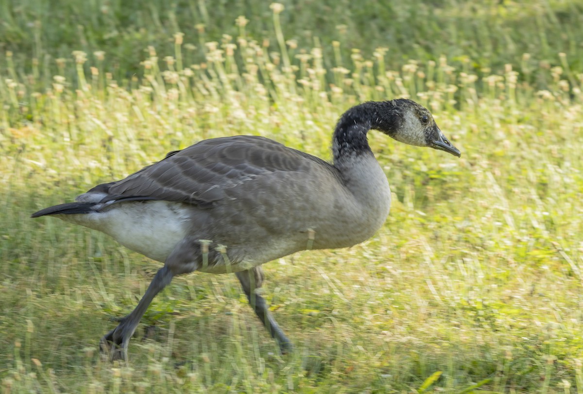 Canada Goose - Liz Pettit