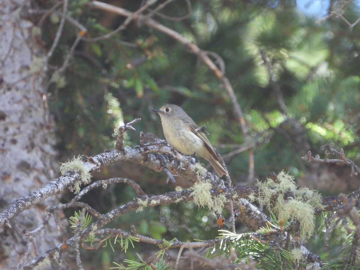 Roitelet à couronne rubis - ML620651802