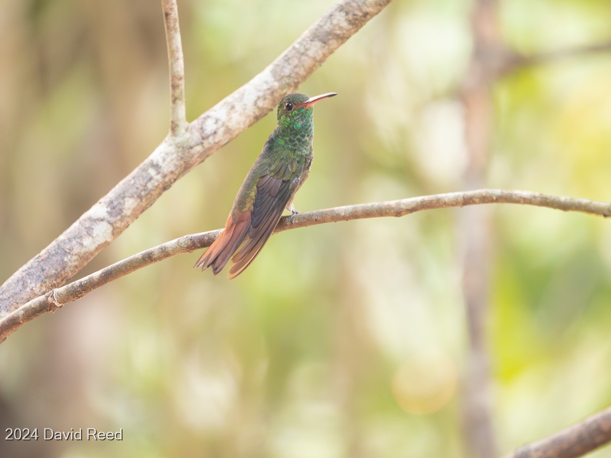 Rufous-tailed Hummingbird - ML620651804