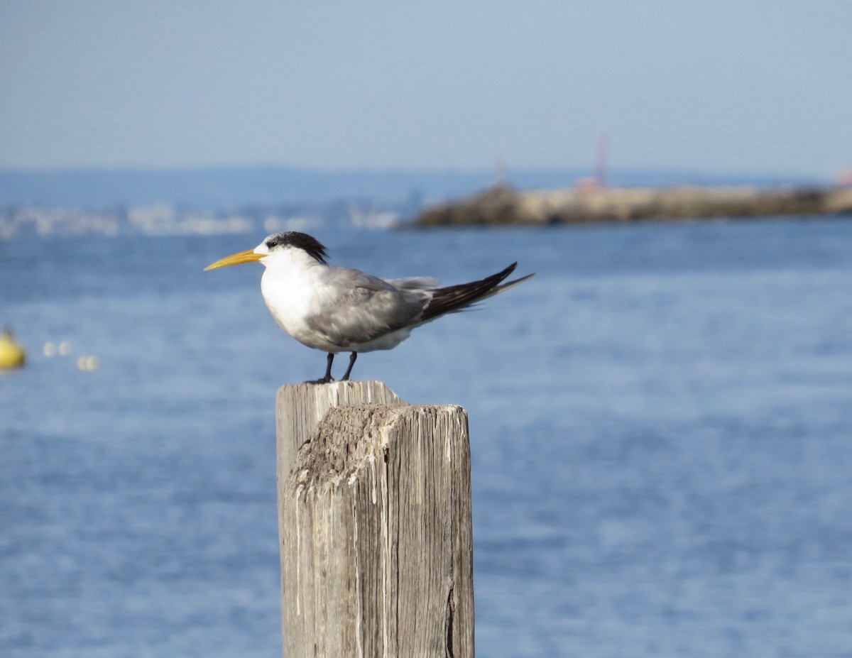 Great Crested Tern - ML620651806