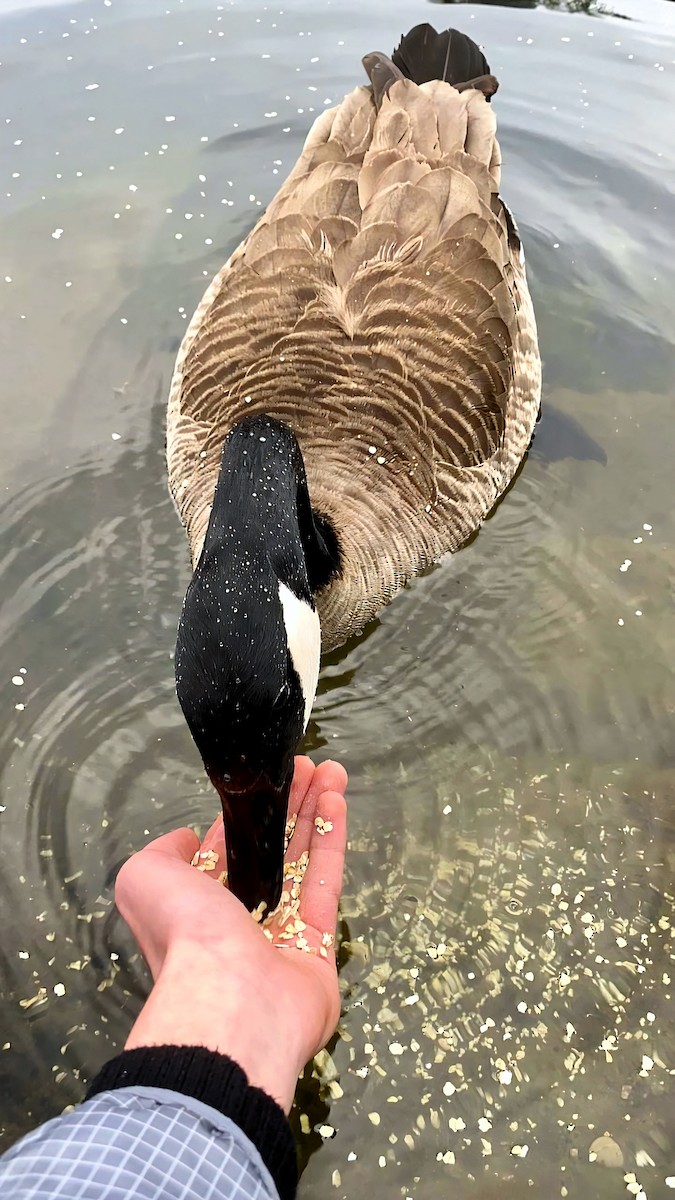 Canada Goose - ML620651818