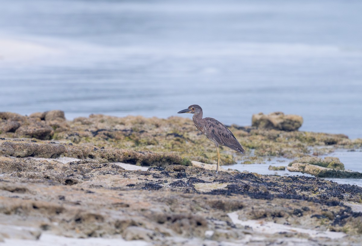 Yellow-crowned Night Heron - ML620651821