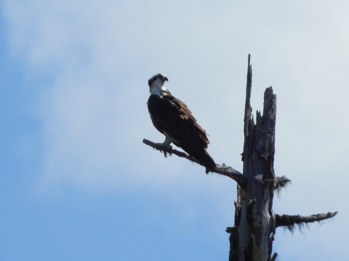 Águila Pescadora - ML620651823