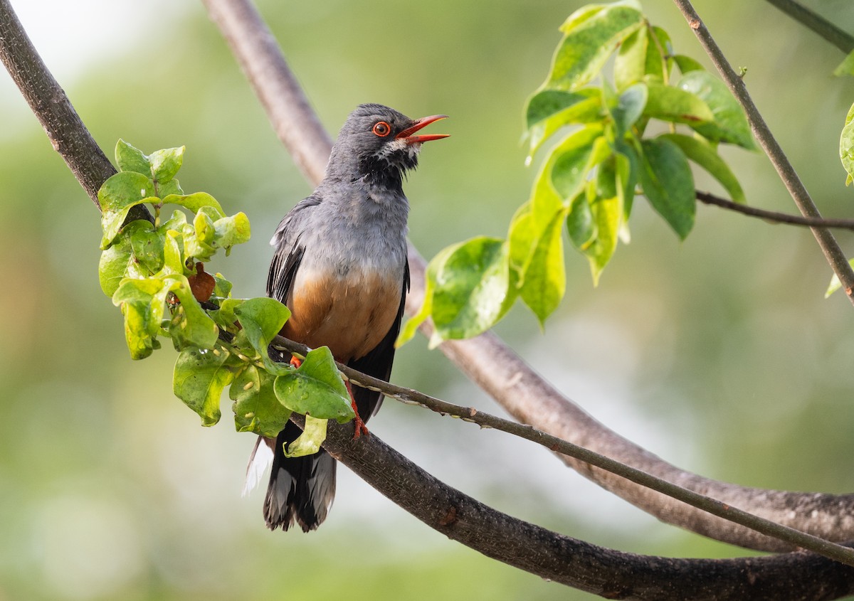 Red-legged Thrush - ML620651830