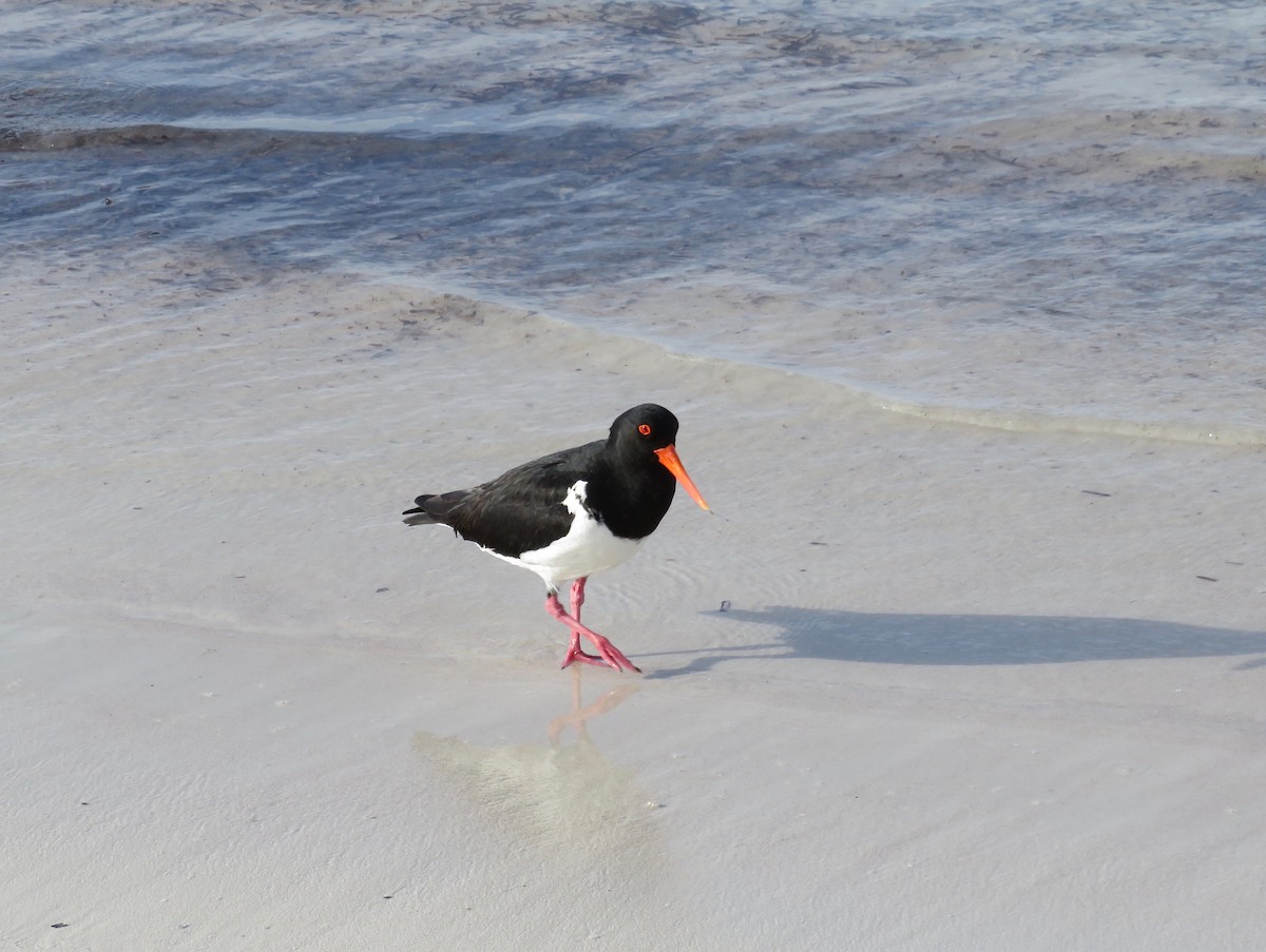 Pied Oystercatcher - ML620651833