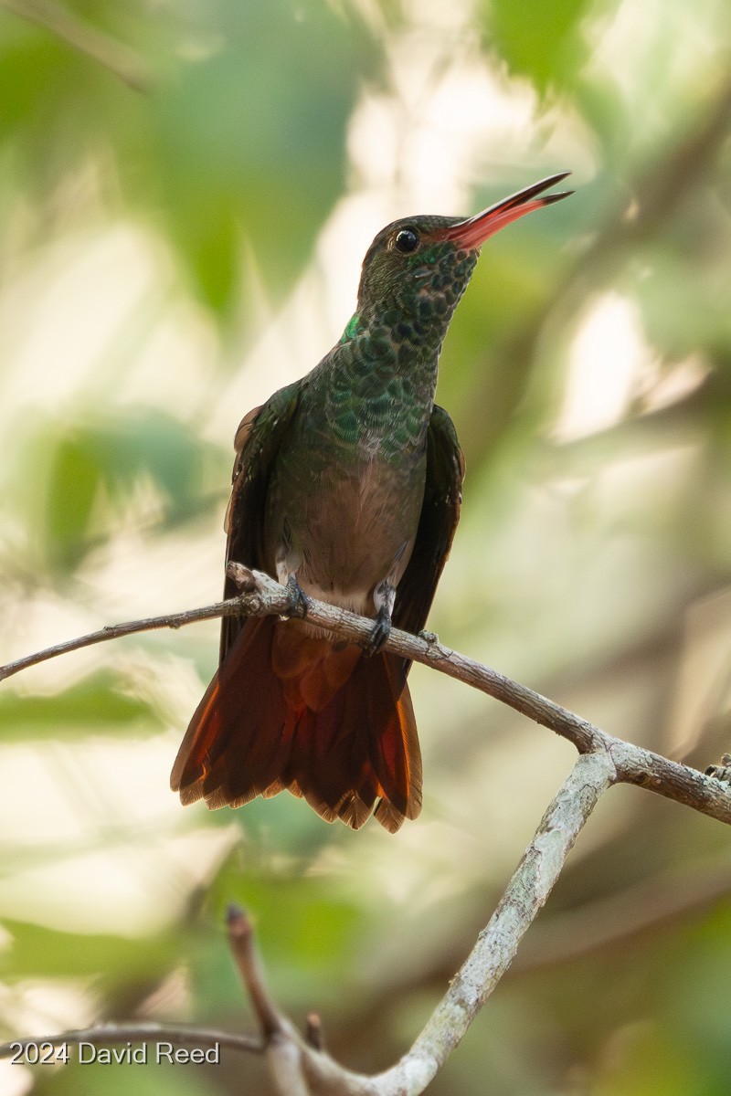 Rufous-tailed Hummingbird - ML620651834
