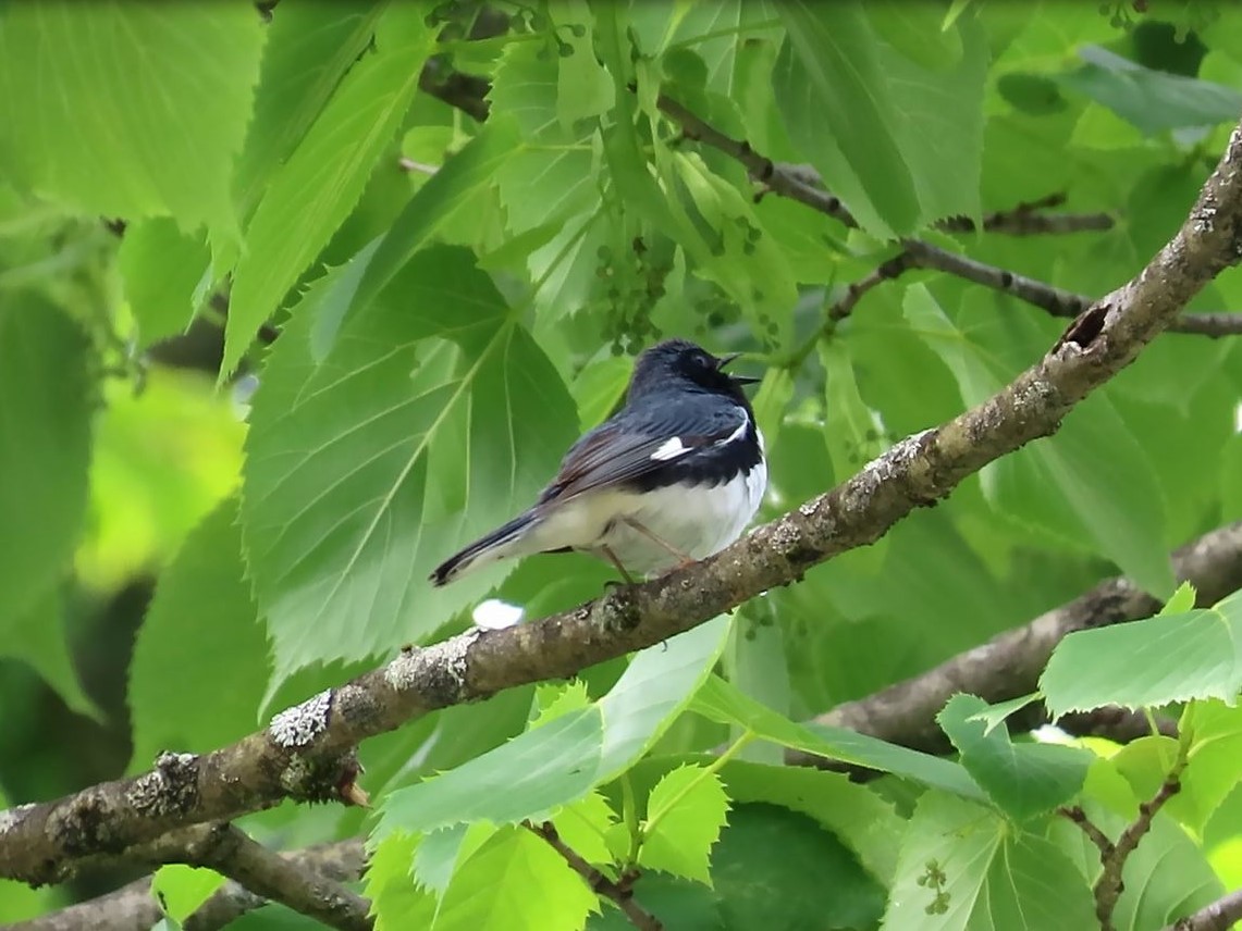 Black-throated Blue Warbler - ML620651836