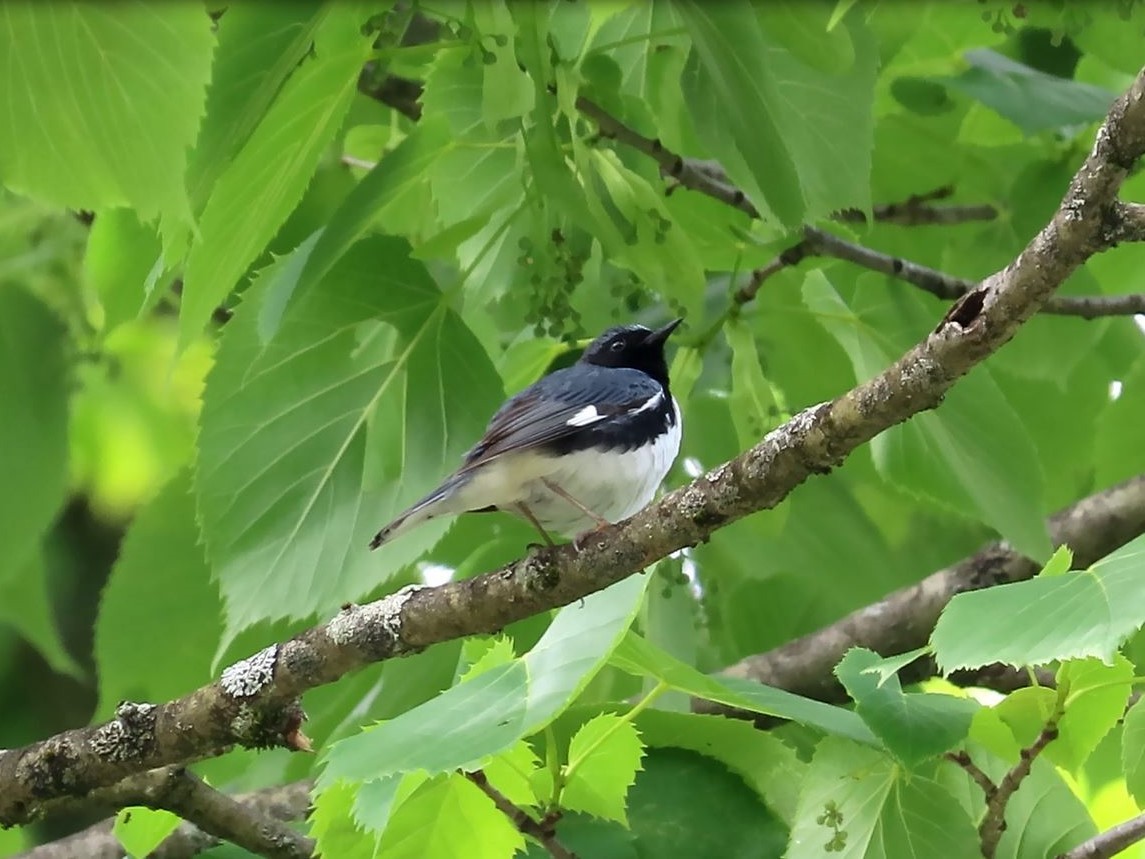 Paruline bleue - ML620651837