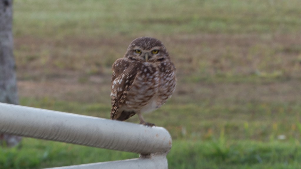 Burrowing Owl - ML620651839