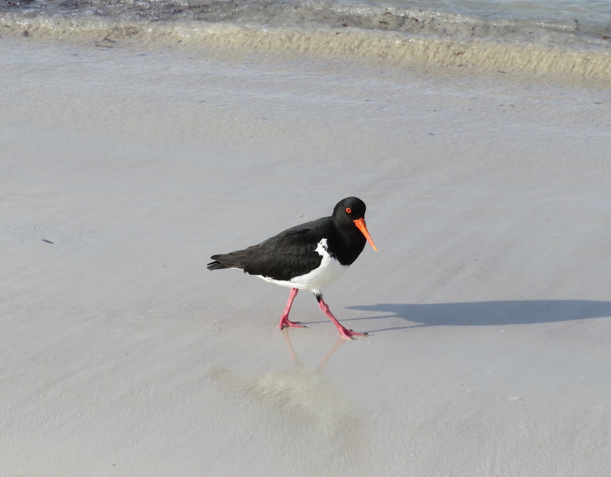 Pied Oystercatcher - ML620651841