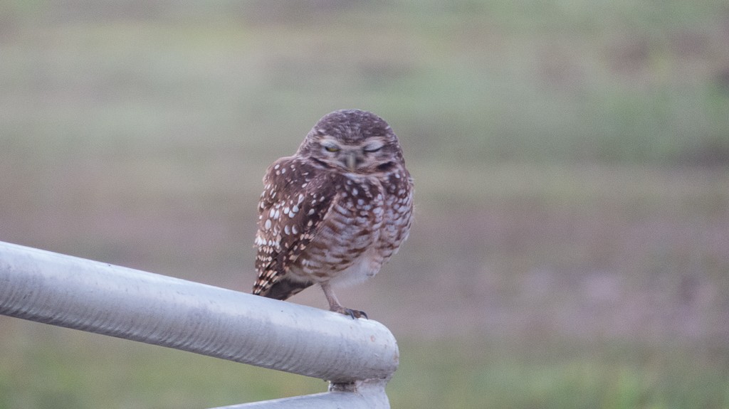 Burrowing Owl - ML620651842