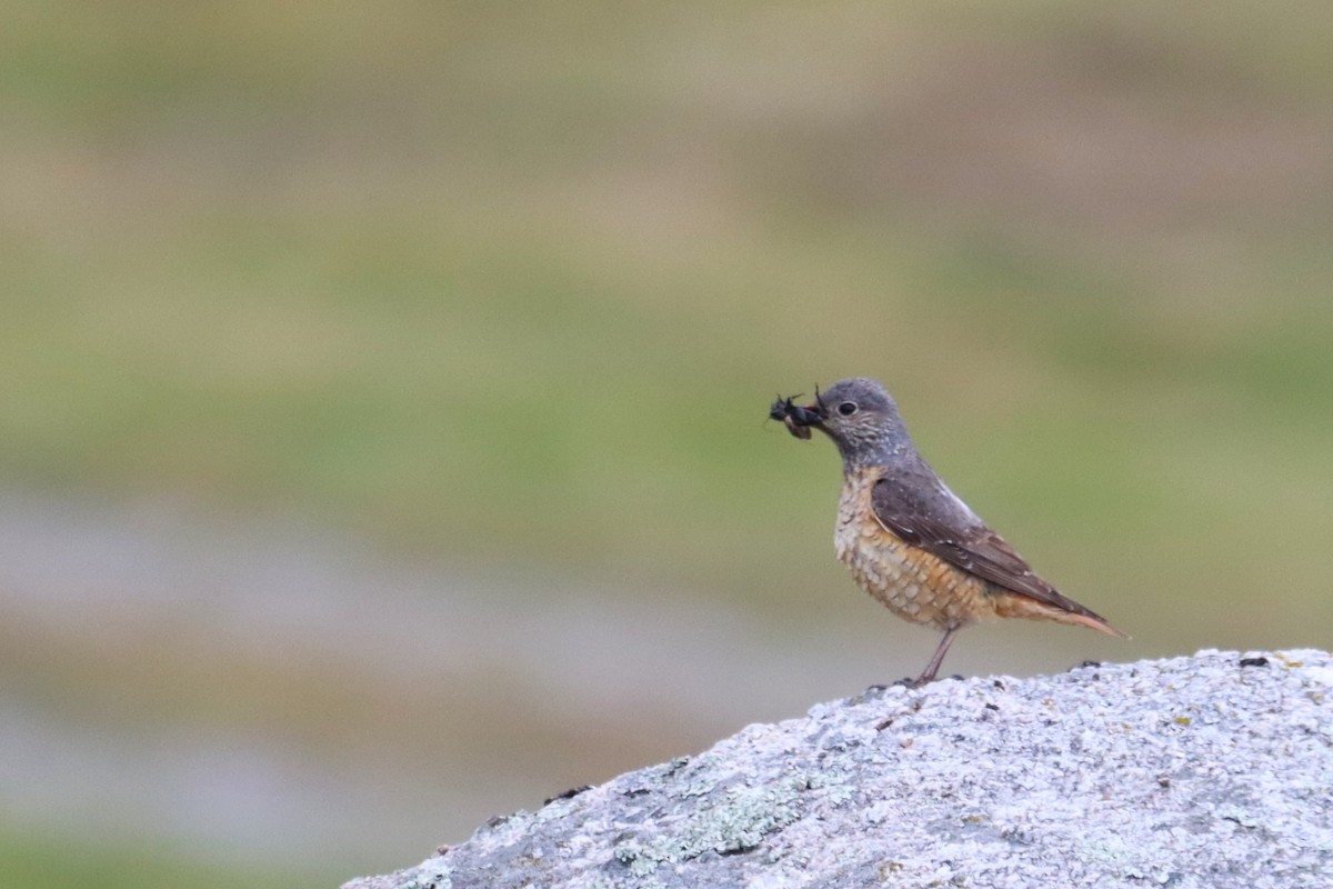 Rufous-tailed Rock-Thrush - ML620651843