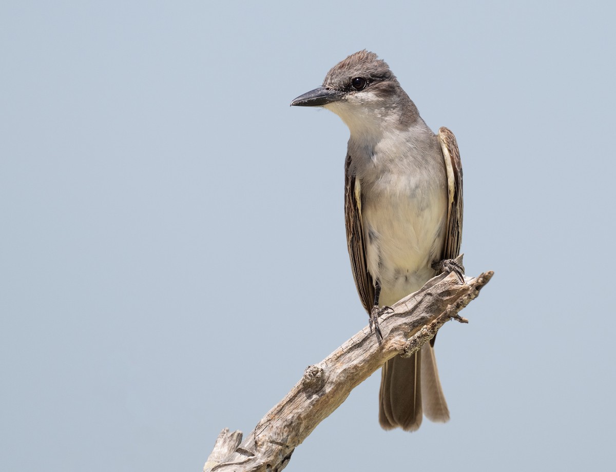 Gray Kingbird - ML620651844