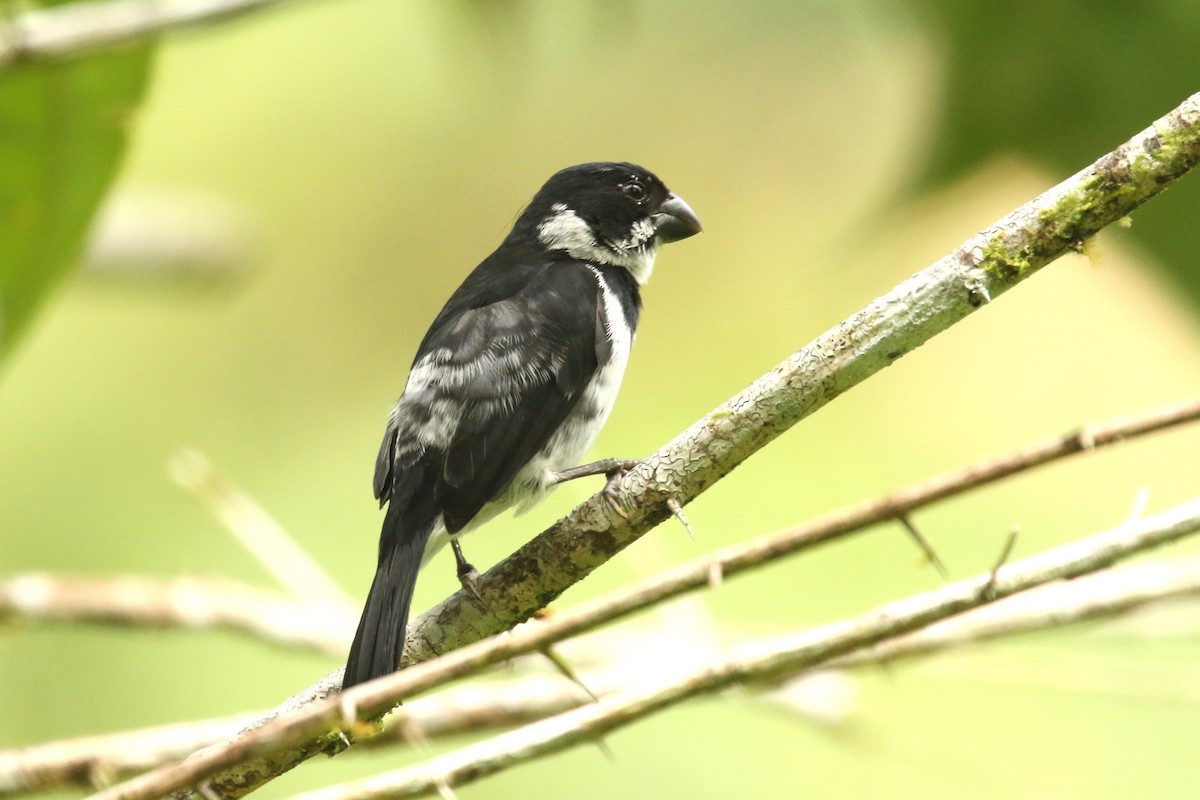 Variable Seedeater - ML620651845