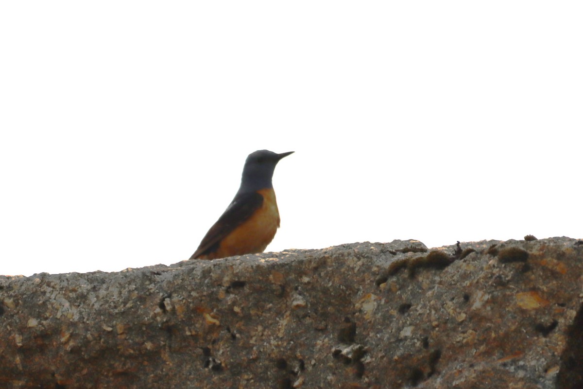 Rufous-tailed Rock-Thrush - ML620651854