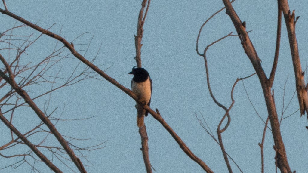 Curl-crested Jay - ML620651855