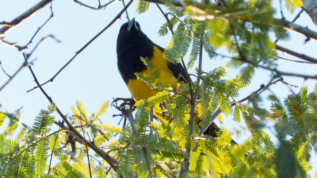 Yellow-rumped Marshbird - ML620651871