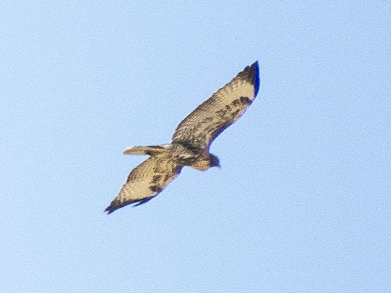 Red-tailed Hawk - ML620651874