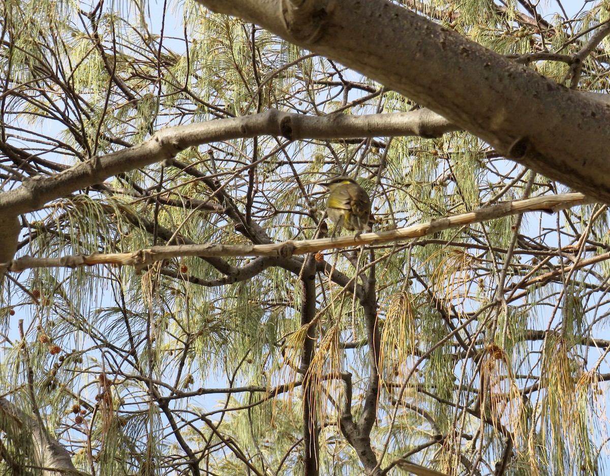 Singing Honeyeater - ML620651880