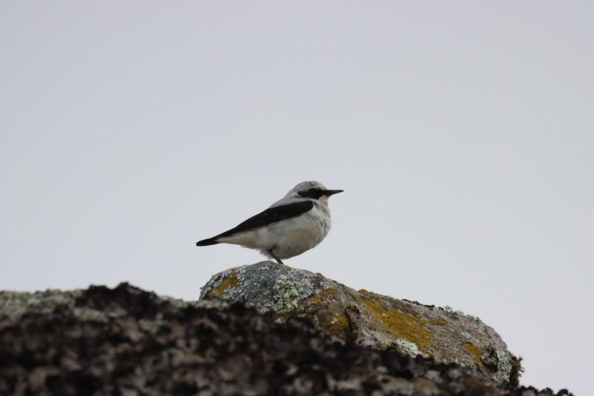 Northern Wheatear - ML620651882