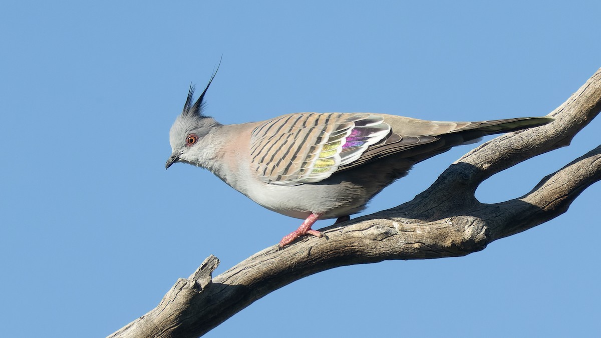 Crested Pigeon - ML620651883