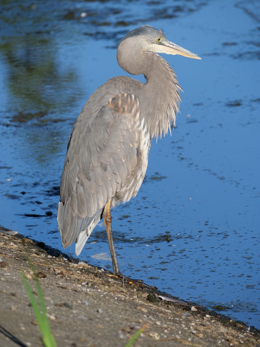 Great Blue Heron - ML620651885