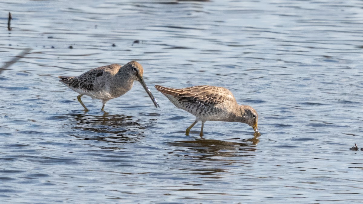Long-billed Dowitcher - ML620651889