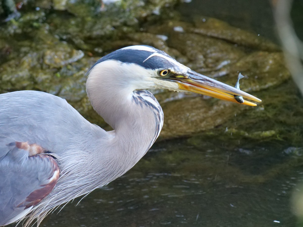 Great Blue Heron - Jan Bryant